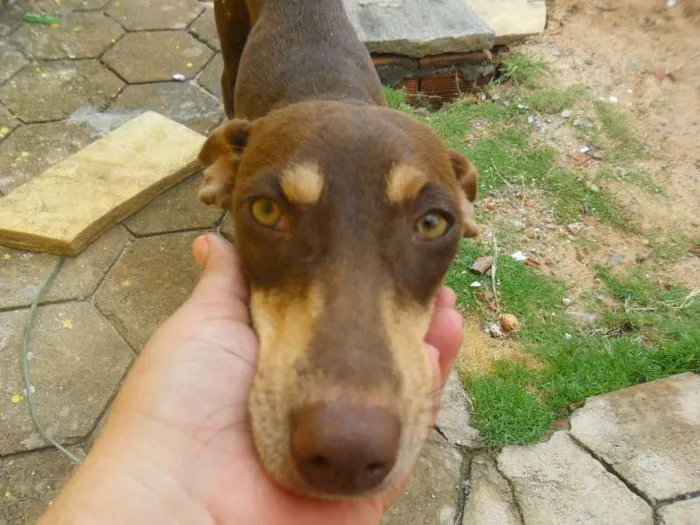 Cachorro ra a INDEFINIDA idade 7 a 11 meses nome MORENA