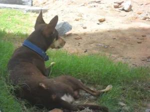 Cachorro raça INDEFINIDA idade 7 a 11 meses nome MORENA