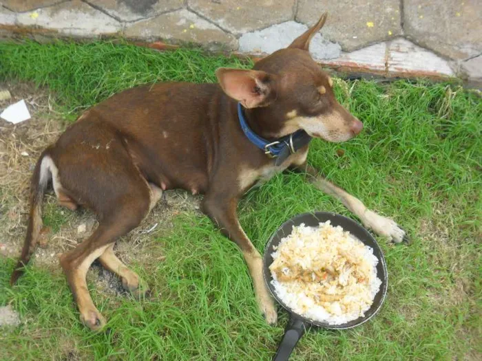 Cachorro ra a INDEFINIDA idade 7 a 11 meses nome MORENA