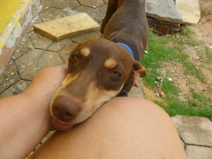 Cachorro ra a INDEFINIDA idade 7 a 11 meses nome MORENA