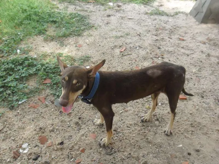 Cachorro ra a INDEFINIDA idade 7 a 11 meses nome MORENA