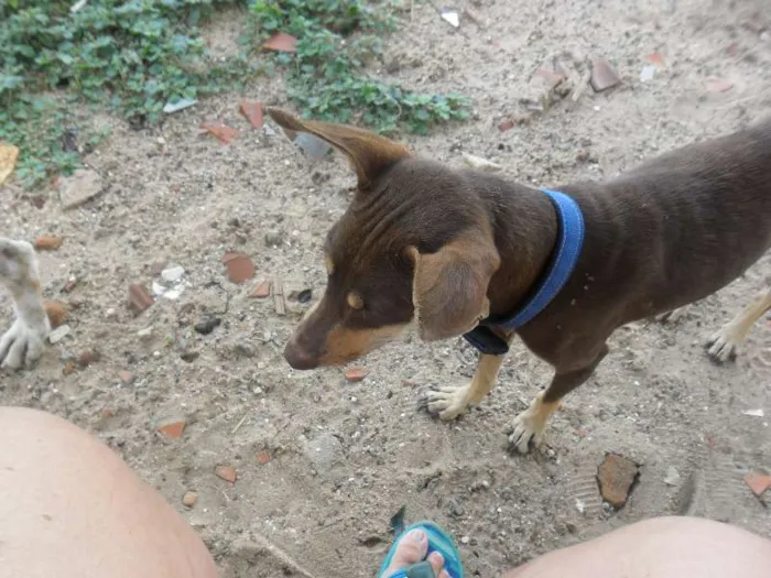 Cachorro ra a INDEFINIDA idade 7 a 11 meses nome MORENA