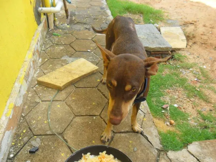 Cachorro ra a INDEFINIDA idade 7 a 11 meses nome MORENA