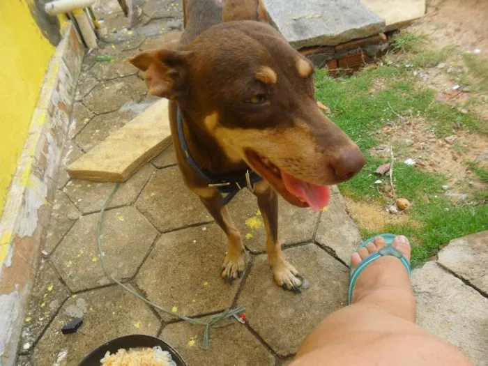 Cachorro ra a INDEFINIDA idade 7 a 11 meses nome MORENA