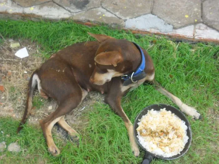 Cachorro ra a INDEFINIDA idade 7 a 11 meses nome MORENA