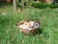 Gatinhos