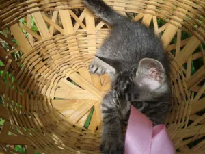 Gato raça  idade Abaixo de 2 meses nome Gatinhos