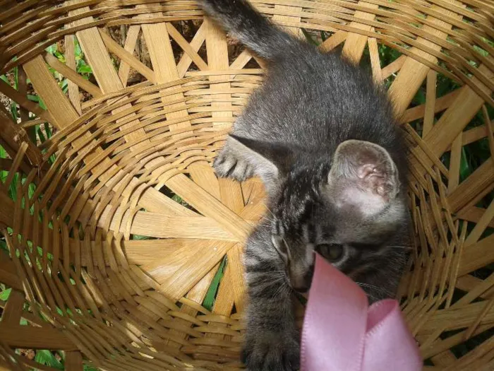 Gato ra a  idade Abaixo de 2 meses nome Gatinhos