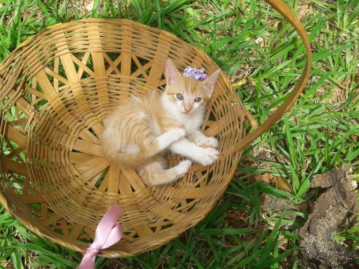 Gato ra a  idade Abaixo de 2 meses nome Gatinhos