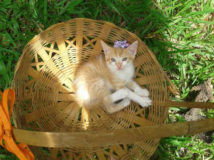 Gato ra a  idade Abaixo de 2 meses nome Gatinhos