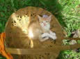 Gatinhos