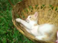 Gatinhos
