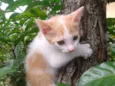Gatinhos