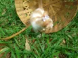 Gatinhos