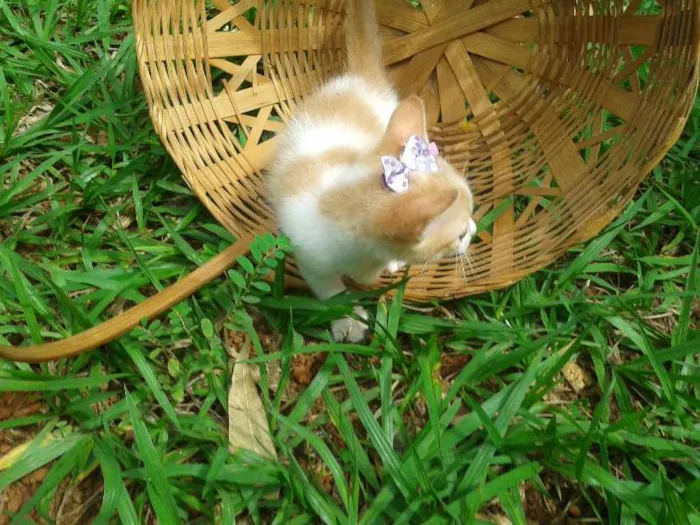 Gato ra a  idade Abaixo de 2 meses nome Gatinhos
