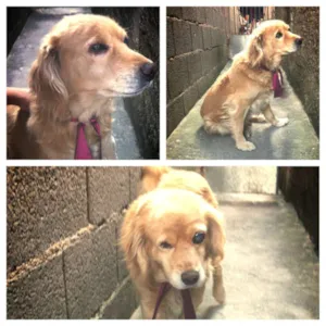 Cachorro raça Vira-lata idade 5 anos nome Pituca