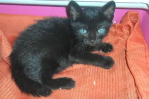 Gato raça SRD idade Abaixo de 2 meses nome Diana
