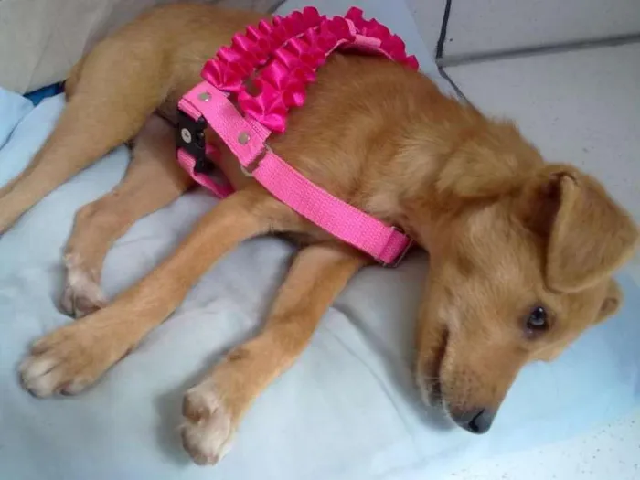 Cachorro ra a SRD idade 2 a 6 meses nome Mia