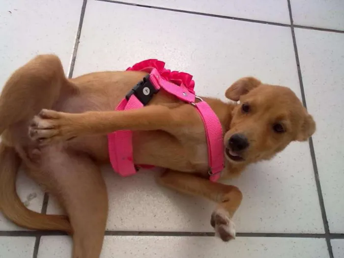 Cachorro ra a SRD idade 2 a 6 meses nome Mia