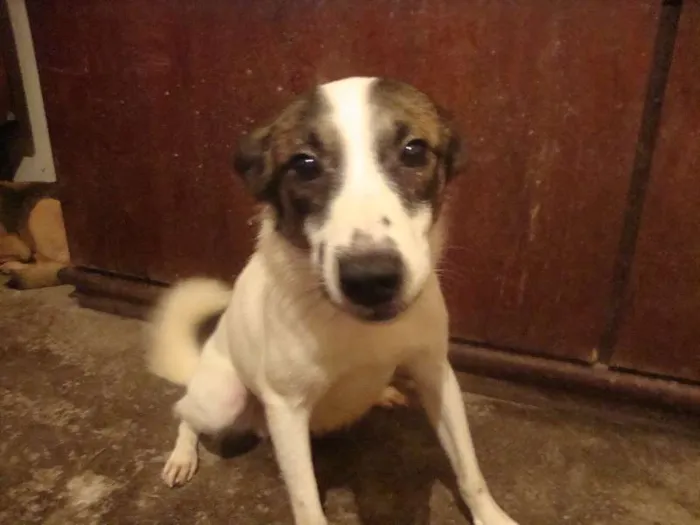 Cachorro ra a SRD idade 3 anos nome Cabeça