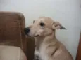 BELO