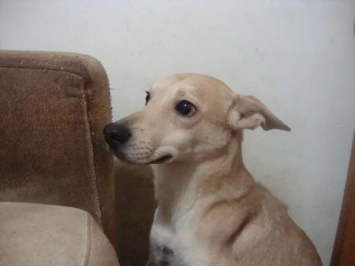 Cachorro ra a SRD idade 2 anos nome BELO