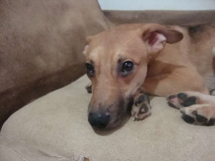 Cachorro ra a SRD idade 3 anos nome REI