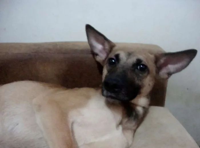 Cachorro raça SRD idade 2 anos nome FOFÃO
