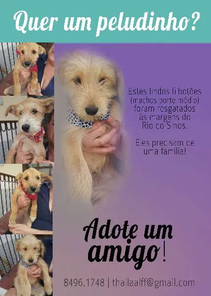 Cachorro ra a Vira-lata idade 2 a 6 meses nome Peludinhos abandonados