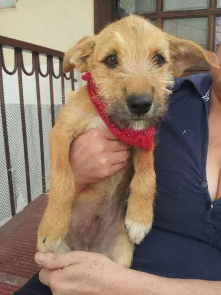 Cachorro ra a Vira-lata idade 2 a 6 meses nome Peludinhos abandonados