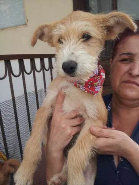 Cachorro ra a Vira-lata idade 2 a 6 meses nome Peludinhos abandonados