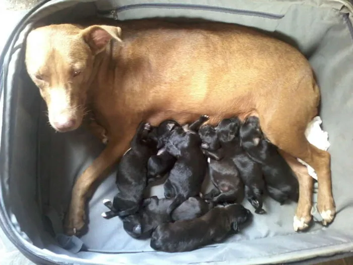 Cachorro ra a Pastor Alemão com RND idade 2 a 6 meses nome sem nome