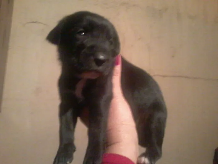 Cachorro ra a Pastor Alemão com RND idade 2 a 6 meses nome sem nome