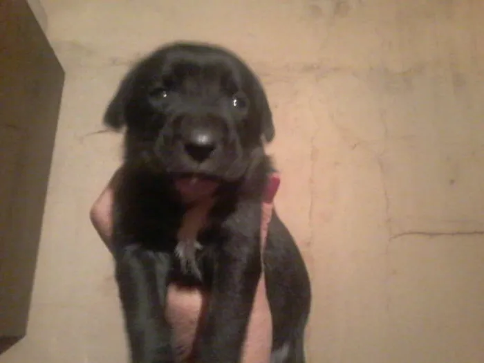 Cachorro ra a Pastor Alemão com RND idade 2 a 6 meses nome sem nome