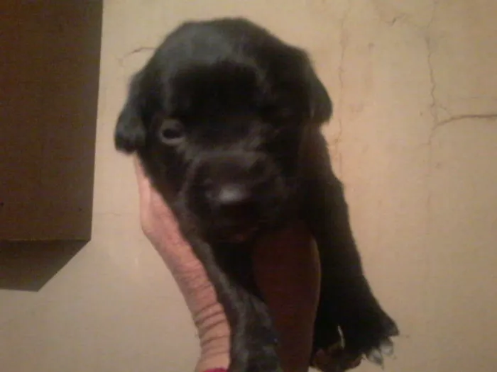 Cachorro ra a Pastor Alemão com RND idade 2 a 6 meses nome sem nome