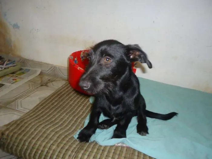 Cachorro raça SRD idade 2 a 6 meses nome Noel