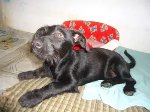 Cachorro raça SRD idade 2 a 6 meses nome Noel