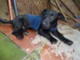 Cachorro raça SRD idade 2 a 6 meses nome Noel