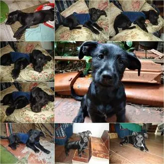 Cachorro raça SRD idade 2 a 6 meses nome Noel