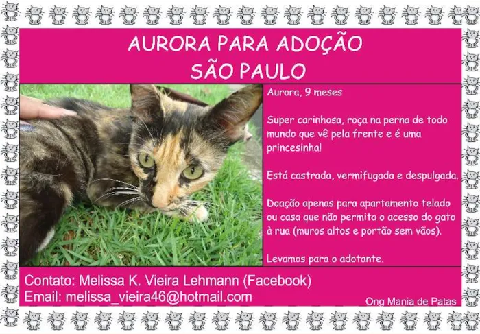 Gato raça srd idade 7 a 11 meses nome Aurora