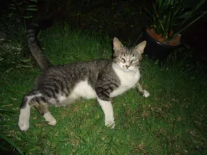Gato raça SRD idade 7 a 11 meses nome Sonekinha