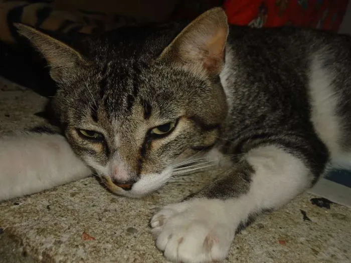 Gato raça SRD idade 7 a 11 meses nome Sonekinha