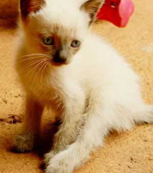 Gato raça vira lata idade Abaixo de 2 meses nome Luan Santana