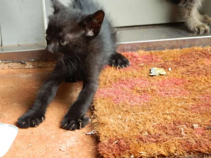 Gato ra a vira lata idade Abaixo de 2 meses nome Seu Jorge