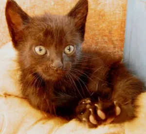 Gato raça vira lata idade Abaixo de 2 meses nome Negra Li