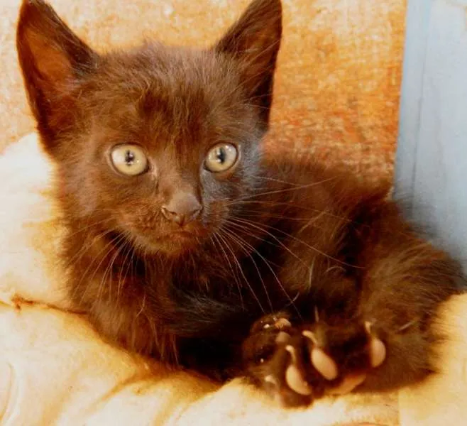 Gato ra a vira lata idade Abaixo de 2 meses nome Negra Li