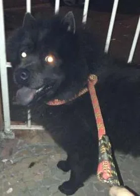 Cachorro ra a Chow Chow idade 1 ano nome SUSHI