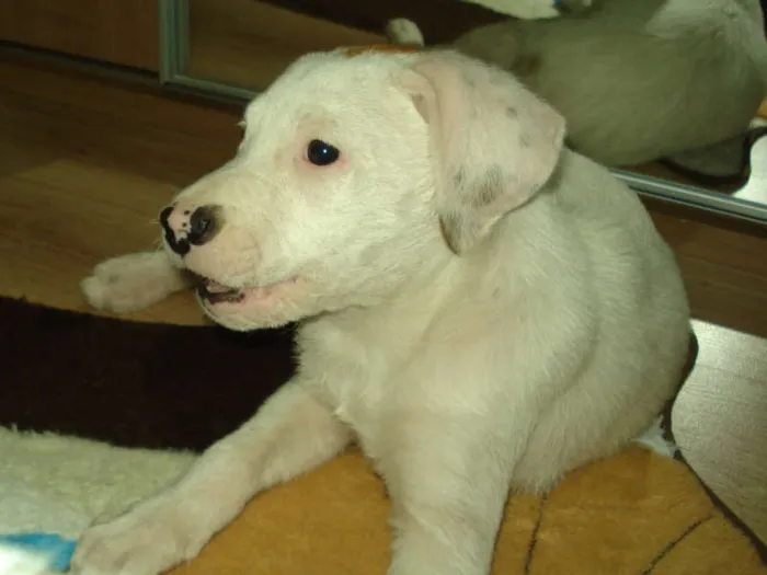 Cachorro ra a SRD idade 2 a 6 meses nome Thor