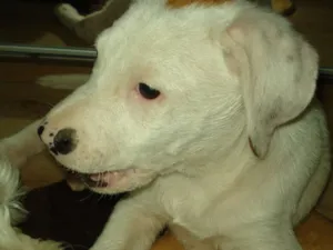 Cachorro raça SRD idade 2 a 6 meses nome Thor