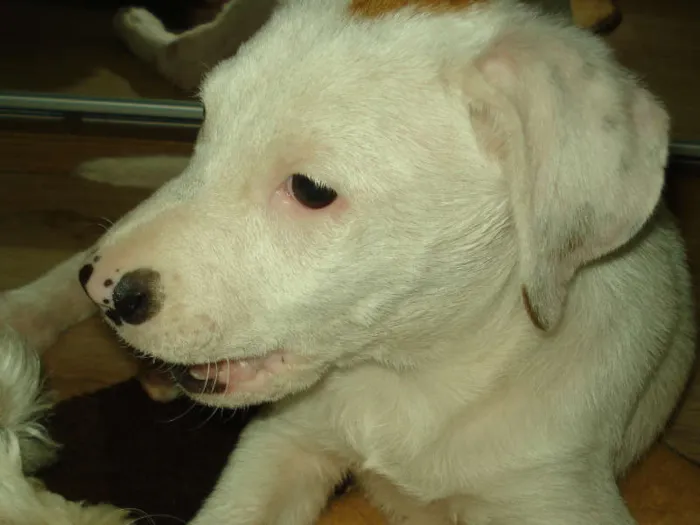 Cachorro ra a SRD idade 2 a 6 meses nome Thor